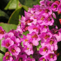 Bergenia cordifolia Bartok