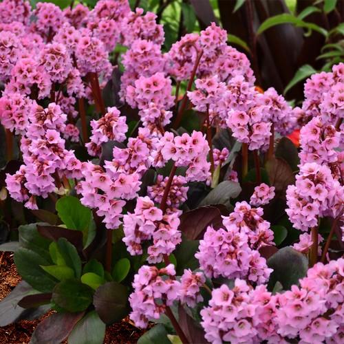 Bergenia cordifolia Bartok