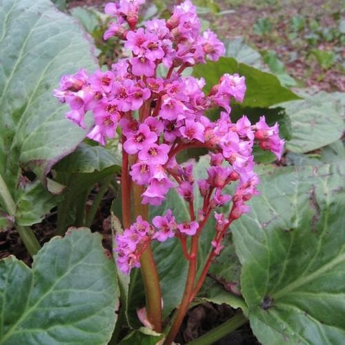 Bergenia cordifolia Rotblum