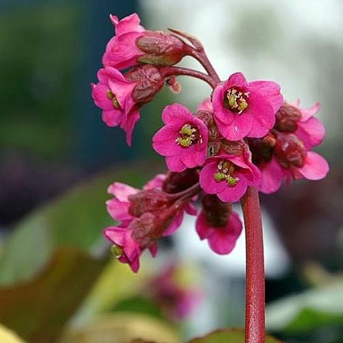 Bergenia cordifolia Rotblum Pot | 9cm