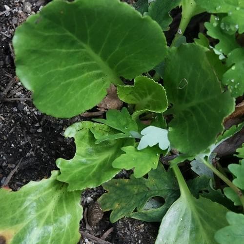 Bergenia cordifolia Rotblum - Future Forests