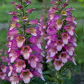 Digitalis x valinii Berry Canary (Digiplexis)