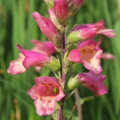 Digitalis x valinii Berry Canary (Digiplexis)