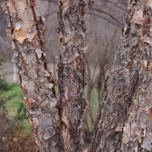 Betula nigra - Future Forests