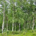 Betula pendula - Silver Birch Bareroot | 4-5ft