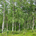 Betula pendula - Silver Birch Bareroot | 2-3ft