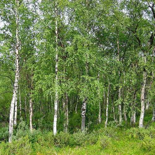 Betula pendula - Silver Birch 1-2ft Bareroot