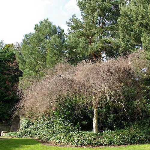 Betula pendula Youngii - Future Forests