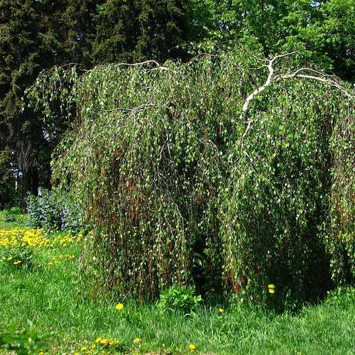 Betula pendula Youngii - Future Forests