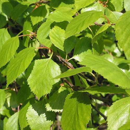 Betula pubescens - Downy Birch Bareroot | 3-4ft / Not provided / Not provided