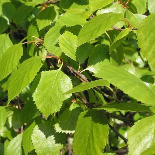 Betula pubescens - Downy Birch 3-4ft Bareroot