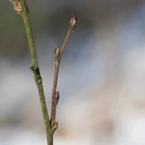 Betula pubescens - Downy Birch - Future Forests