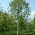 Betula utilis Jaquemontii - White Himalayan Birch 1.5L Pot (4ft 1yr whip, Young Tree)