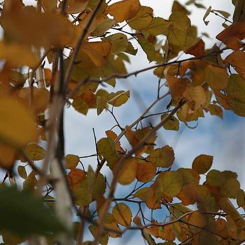 Betula utilis Jaquemontii - White Himalayan Birch - Future Forests