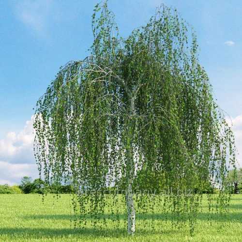 Betula utilis Long Trunk - Future Forests