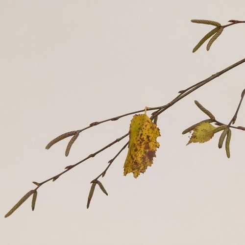 Betula utilis Long Trunk - Future Forests