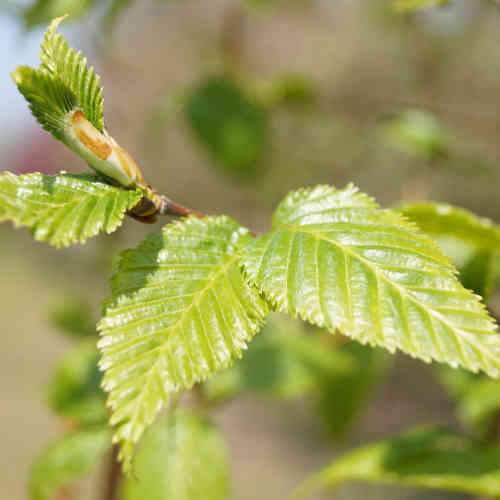 Betula albosinensis China Rose