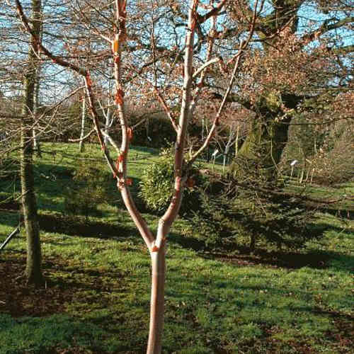 Betula albosinensis China Ruby