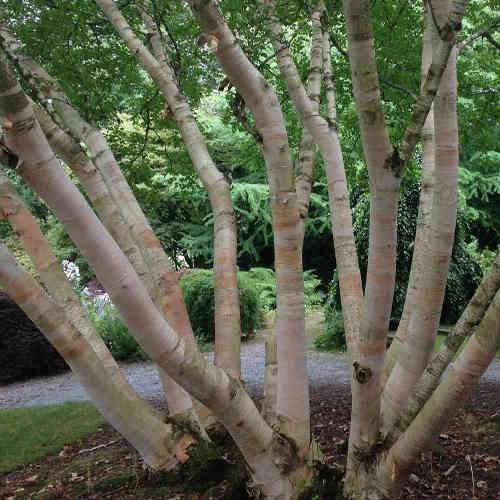 Betula albosinensis Pink Champagne