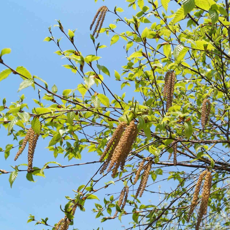 Betula albosinensis Pink Champagne