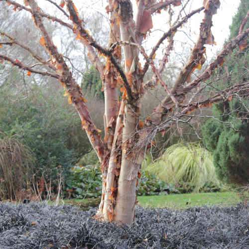 Betula albosinensis Pink Champagne