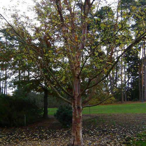 Betula albosinensis Red Panda