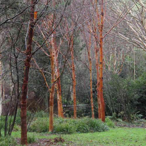 Betula albosinensis Red Panda