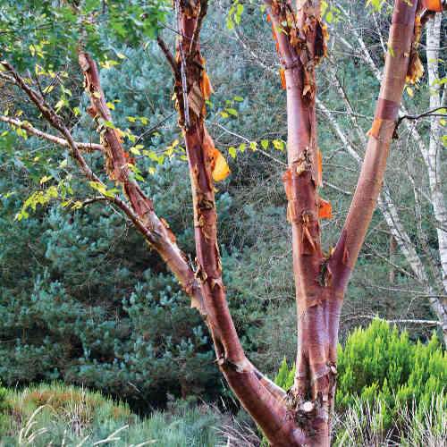 Betula albosinensis Red Panda