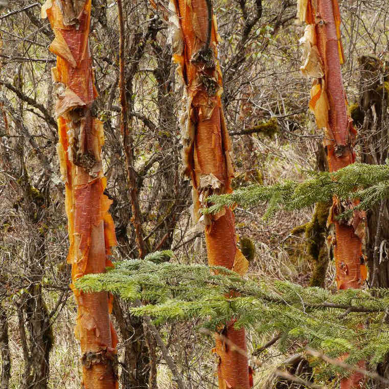 Betula albosinensis Red Panda