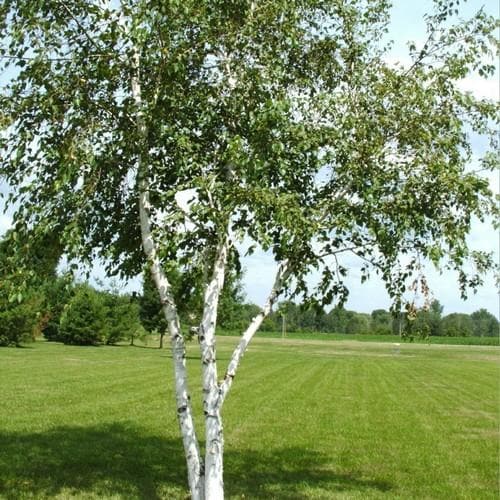 Betula papyrifera - Paper Birch Bareroot | 2-3ft