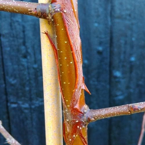 Betula utilis Wakehurst Place Chocolate - Future Forests