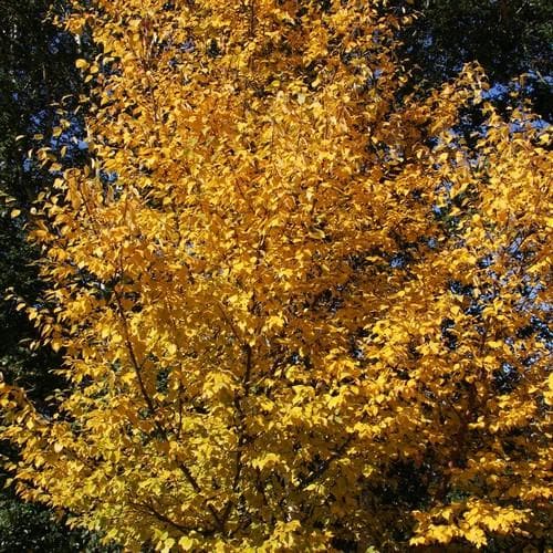 Betula utilis Wakehurst Place Chocolate - Future Forests