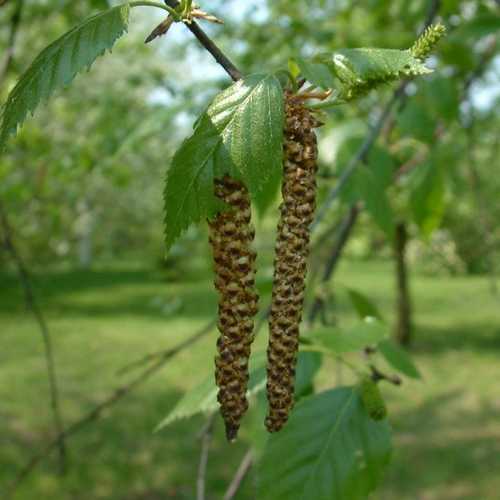 Betula utilis Jaquemontii - White Himalayan Birch - Future Forests