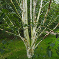 Betula utilis Jaquemontii Doorenbos - Himalayan Birch Bareroot / 4-5ft / Not provided