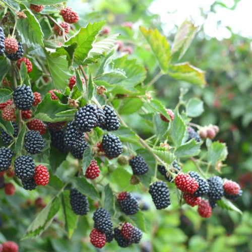 Blackberry Loch Ness - Future Forests