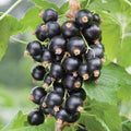 Blackcurrant Ben Sarek Bareroot / 1yr