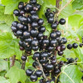 Blackcurrant Ben Connan Bareroot / 1yr
