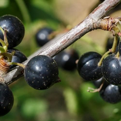 Blackcurrant Ben Sarek - Future Forests