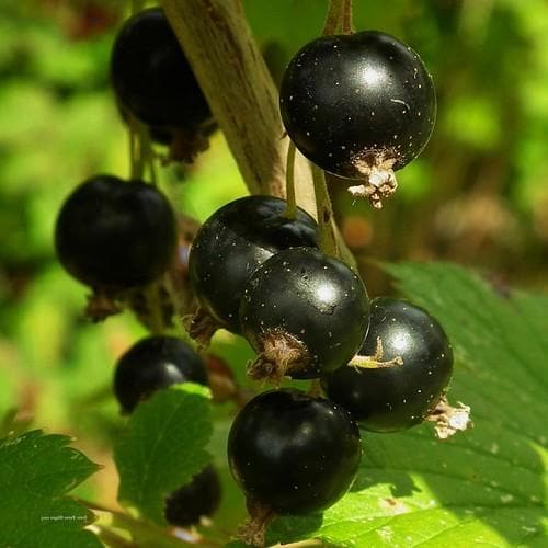 Blackcurrant Malling Jet - Future Forests