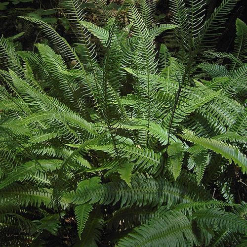 Blechnum spicant