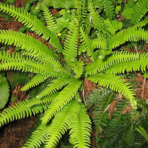 Blechnum spicant