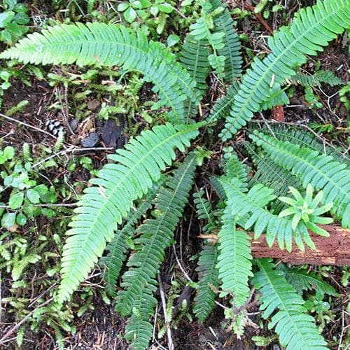 Blechnum spicant