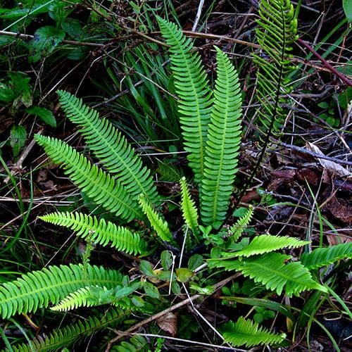 Blechnum spicant