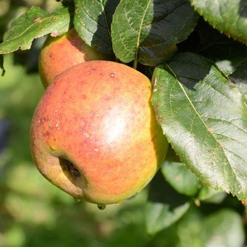 Apple Blenheim Orange