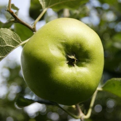 Apple Bramley’s Seedling - Future Forests