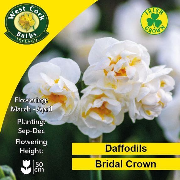 Daffodil Bridal Crown - Future Forests