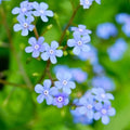 Brunnera macrophylla - Future Forests