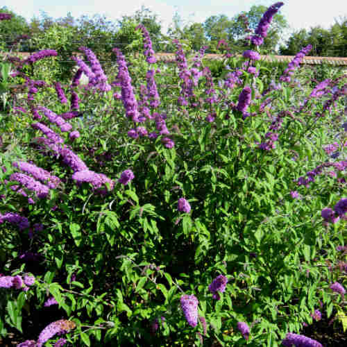 Buddleja davidii Border Beauty