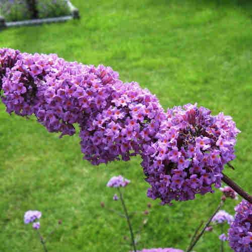 Buddleja davidii Border Beauty