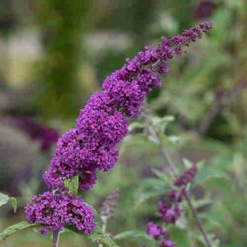 Buddleja davidii Border Beauty